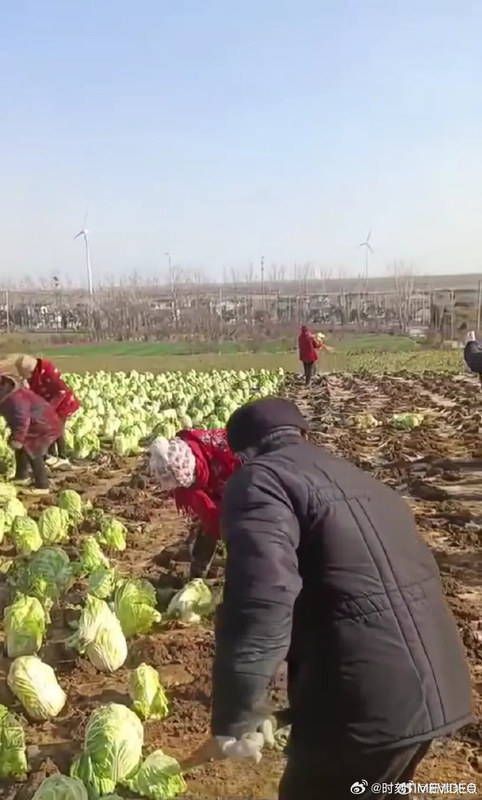 江苏村庄大白菜成熟，探索与发现的奇迹