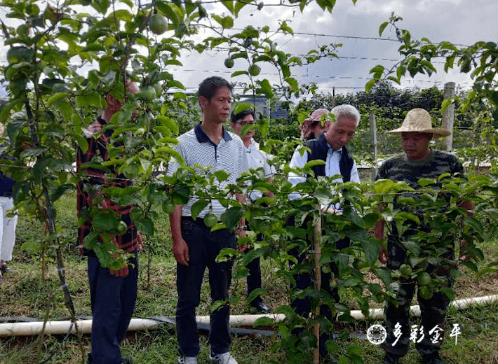 周寨村委会最新项目，树立乡村发展典范