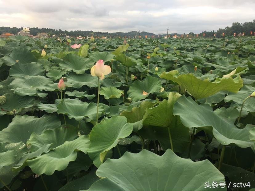 雁江区文化局发展规划展望，未来蓝图揭秘