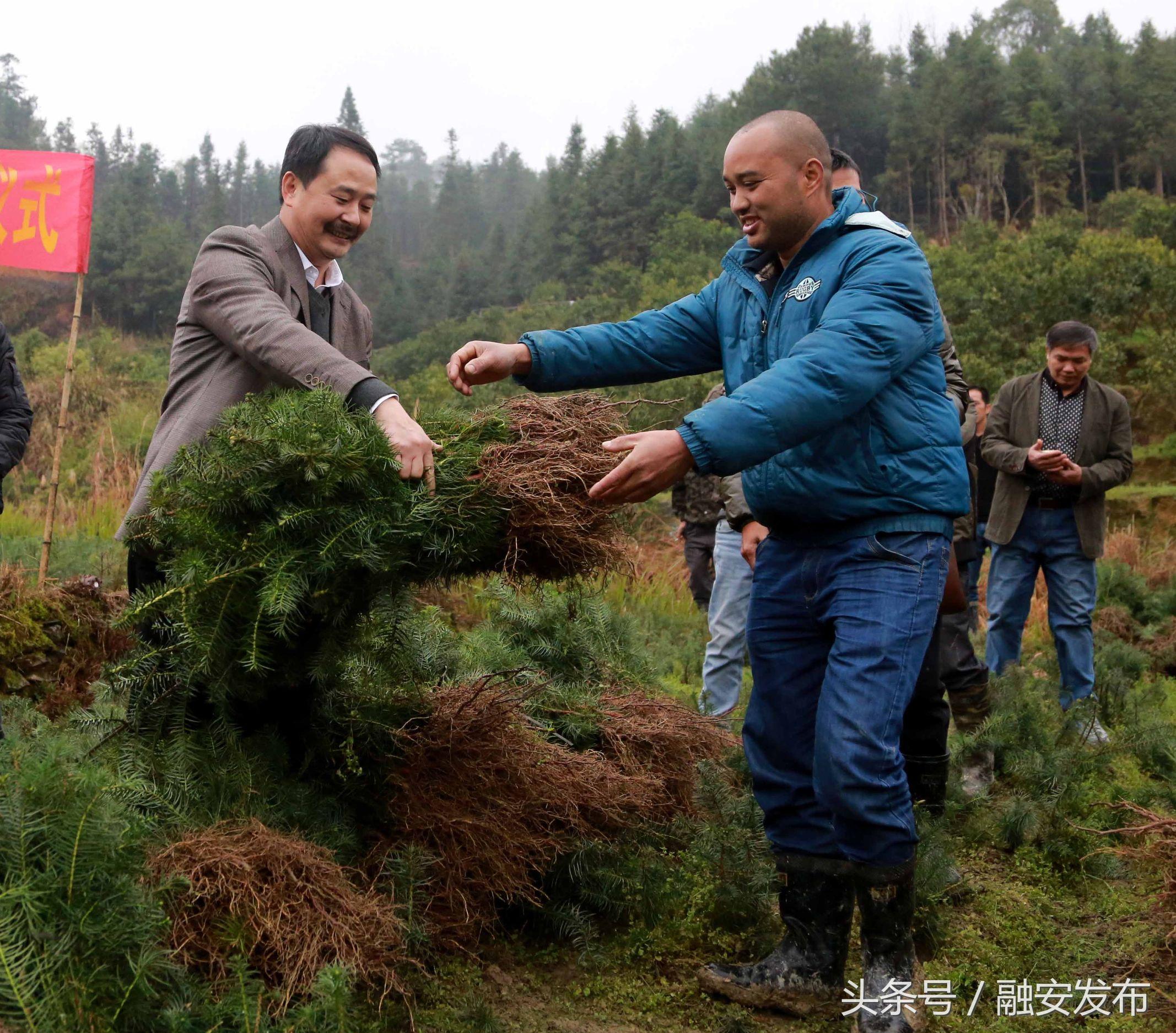 良种繁殖场最新招聘信息概览与概述