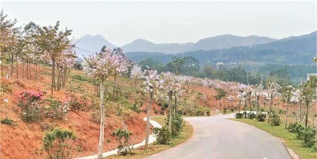 大安区文化广电体育和旅游局最新动态报道